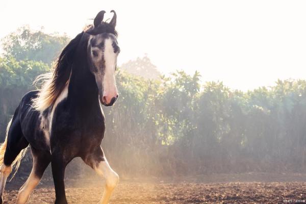 1978年属马的多少岁 2023年1978年属马人多少岁年龄计算全解析