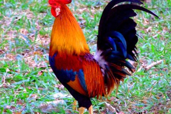 93年的鸡在2025年的运势如何 93年的鸡在2025年的运势如何呢