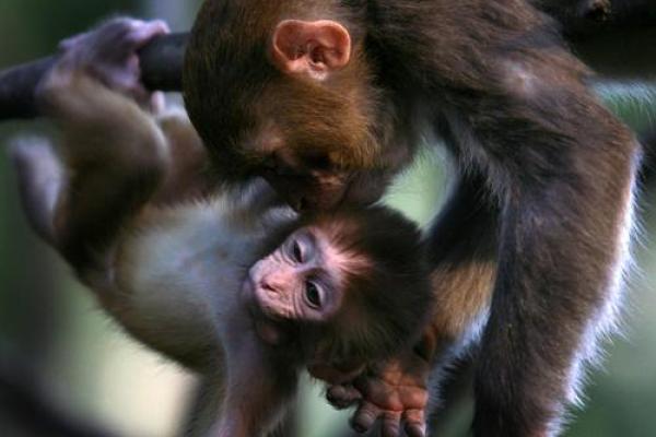 女属猴男属鸡婚姻相配吗 女属猴男属鸡合适吗