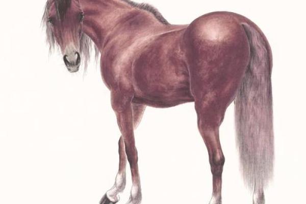 属马人的运势如何_蛇年属马人的运势如何