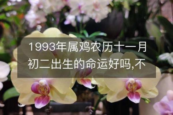1993年属鸡女是什么命 1993年属鸡女命运解析性格事业与婚姻全揭秘