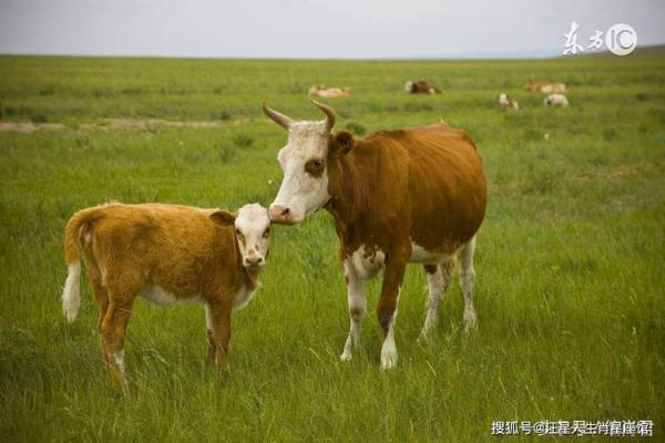 属狗和属牛相冲吗_属狗和属牛相冲吗婚姻