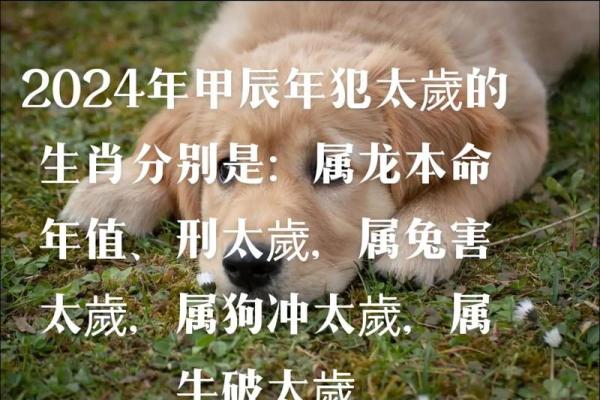 属狗犯太岁年份有哪些_属狗犯太岁年份有哪些属相