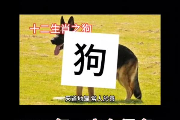 属狗2025年多大岁数了 属狗2025年运势及运程每月运程狗