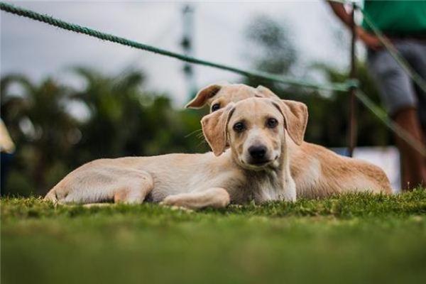 女人梦见狗追是吉兆