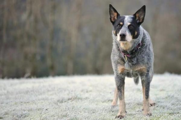 女人梦见狗追是吉兆