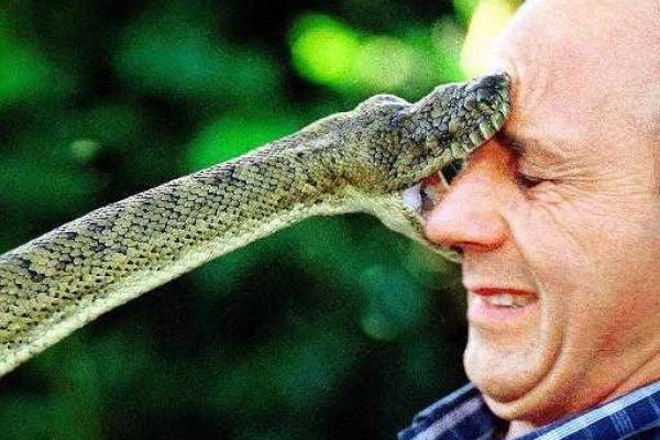 梦见亲人被蛇咬