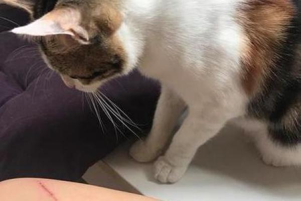 梦见被猫抓咬什么预兆 梦见被猫抓咬什么预兆