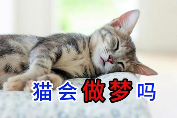做梦梦到猫咬我是什么征兆