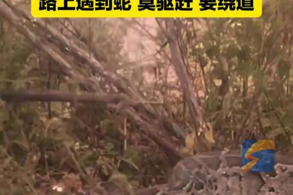 梦见蛇挡路是什么意思