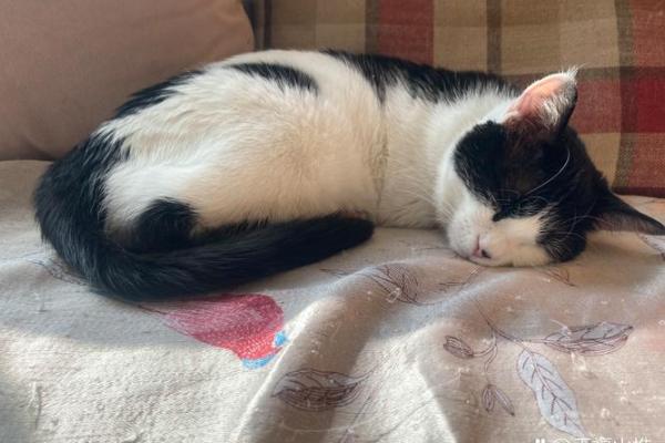 为什么女人梦见猫不好