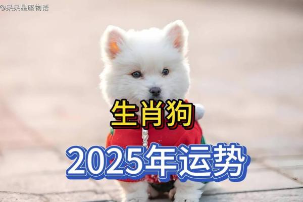 属狗的2025年几岁_八二年的狗2025年运势