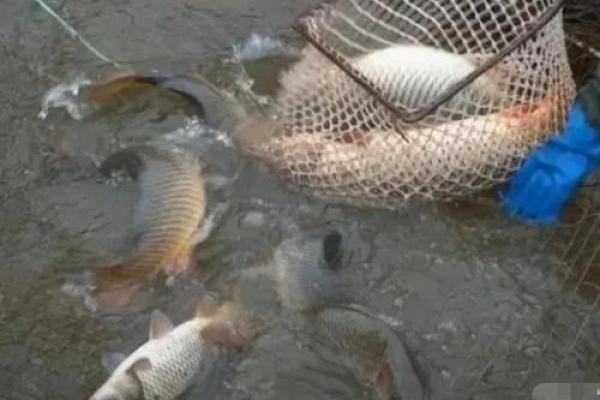 男人梦见抓到好多鱼 男人梦见抓到好多鱼