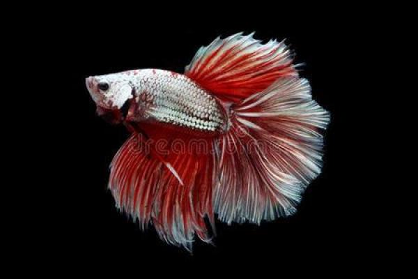 女人梦见红色的鱼是什么征兆 女人梦见红色的鱼是什么征兆