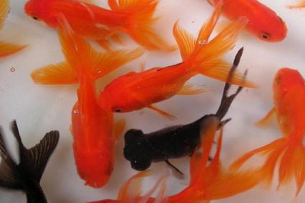 女人梦见红色的鱼是什么征兆 女人梦见红色的鱼是什么征兆