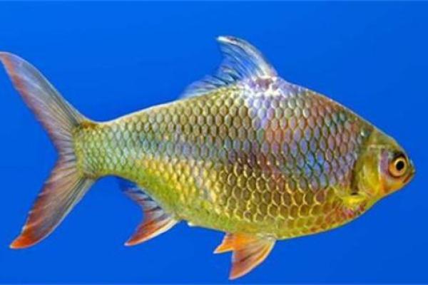 已婚女人梦见活鱼征兆 已婚女人梦见活鱼征兆