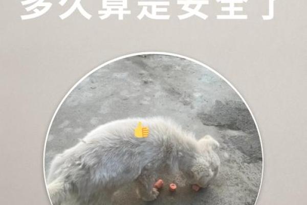 梦见狗咬住自己手不松口