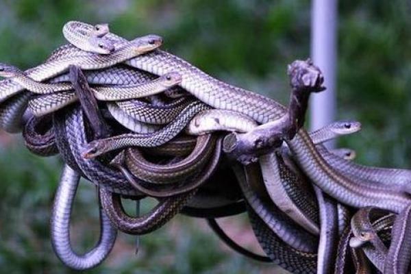 梦到抓蛇是什么征兆 男性