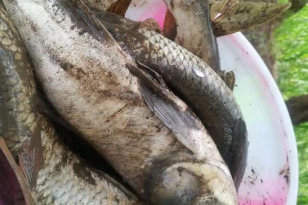 梦见别人抓鱼是什么征兆