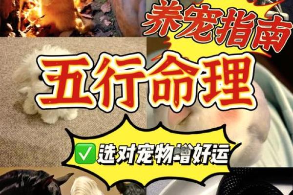 1970年狗五行属什么_1970年狗五行属什么揭秘属狗人的五行命理