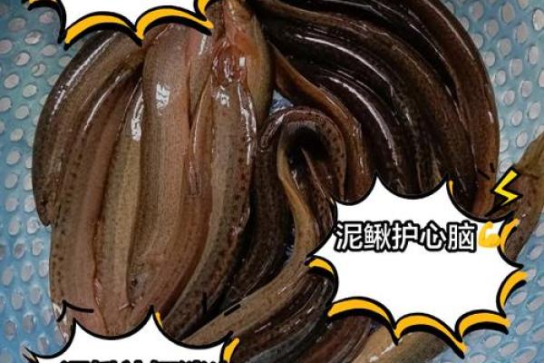女人梦到泥鳅鱼是什么征兆