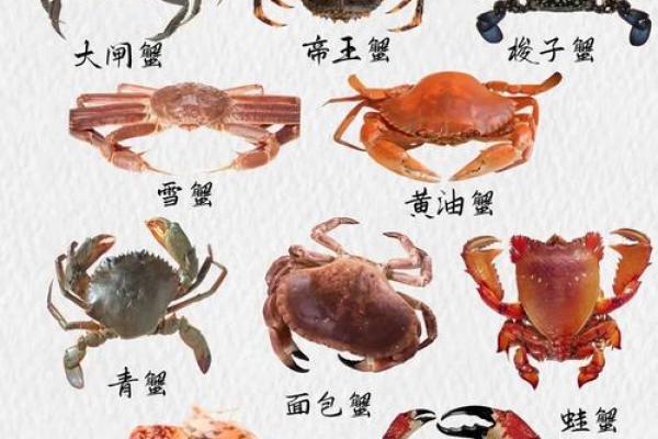 哪个星座爱吃大闸蟹