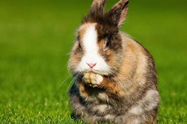 老黄历属兔犯几月 属兔人犯月都是哪几个月 老黄历属兔犯几月 属兔人犯月都是哪几个月