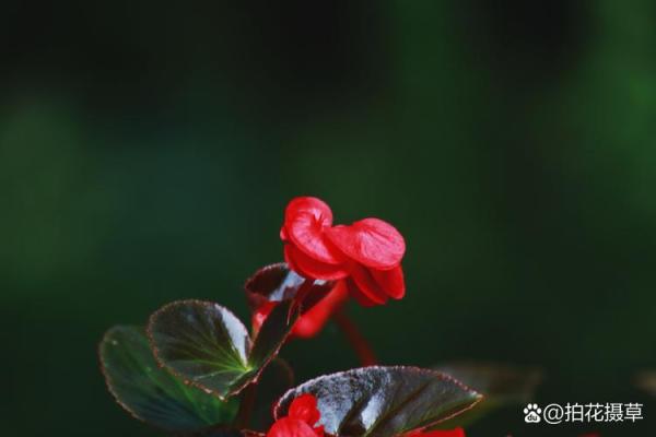 海棠花的风水_龙翅海棠开花寓意 海棠花的风水_龙翅海棠开花寓意