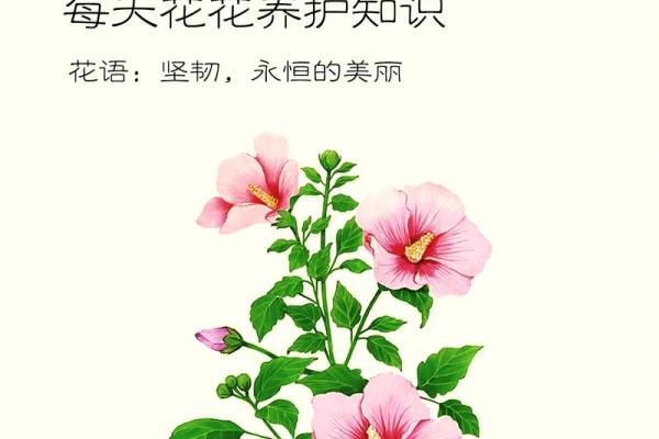 扶桑花与风水 扶桑花与风水有关吗