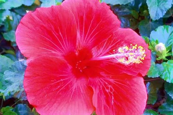 扶桑花与风水 扶桑花与风水有关吗