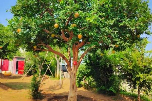 十大凶树十大吉树都是哪些风水树? 十大凶树十大吉树都是哪些风水树?