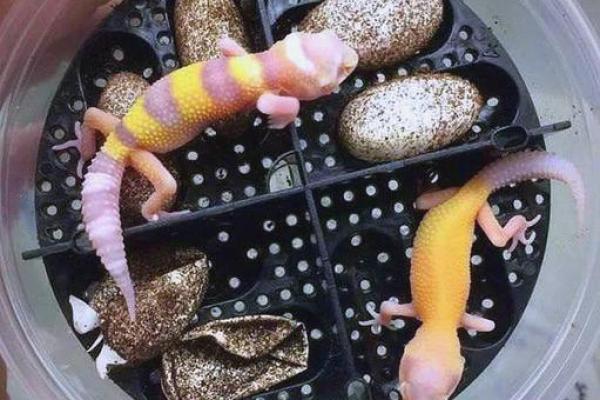 适合十二星座的蜥蜴