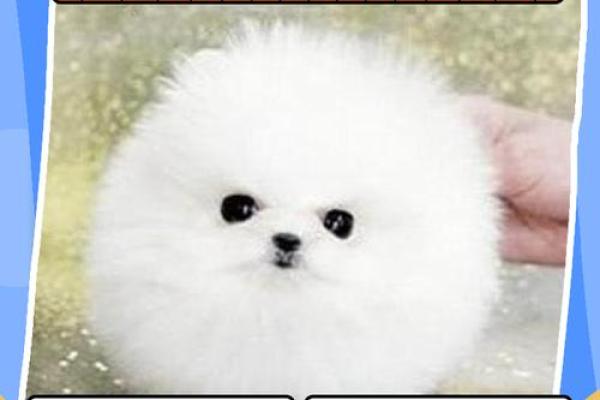 十二星座儿童最适合养什么茶杯犬呢