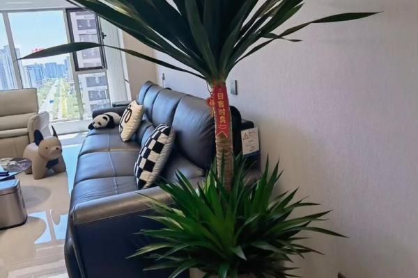 龙血树的寓意与风水作用 龙血树的寓意与风水作用