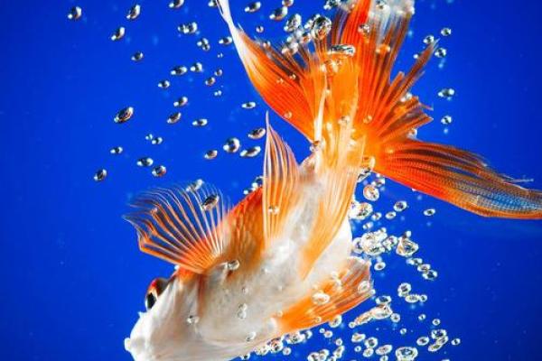 仓房养鱼风水好吗 仓房养鱼风水好吗