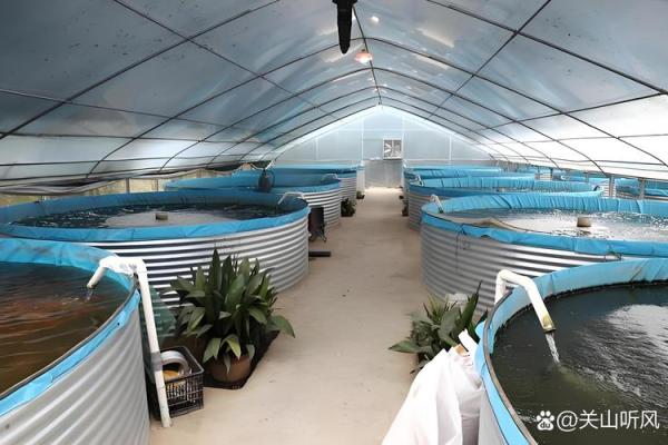 仓房养鱼风水好吗 仓房养鱼风水好吗