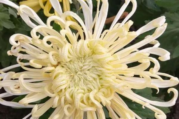 八字无花 八字无花