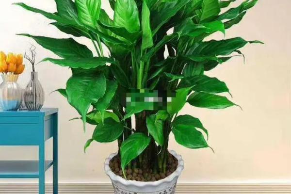 办公室风水:十二生肖最配的绿色植物有哪些? 办公室风水:十二生肖最配的绿色植物有哪些?