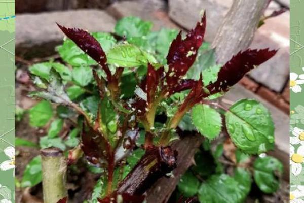 风水上十大不吉利花是哪几种 风水上十大不吉利花是哪几种
