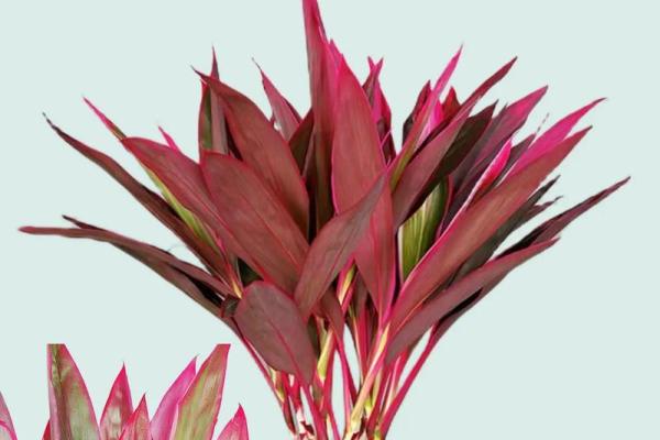 开运的风水方法有哪些？请查收