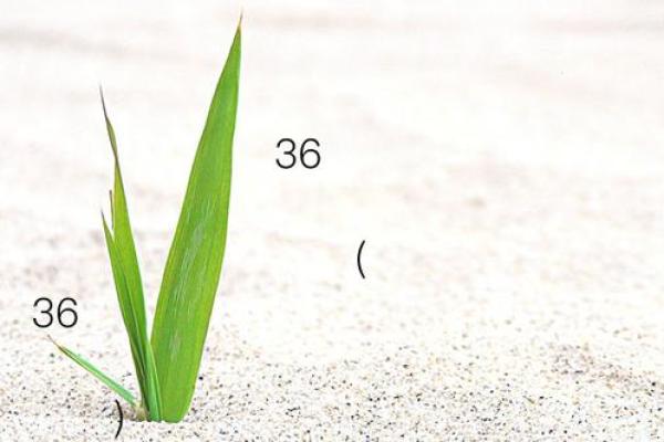 观音灵签第二十三签求子