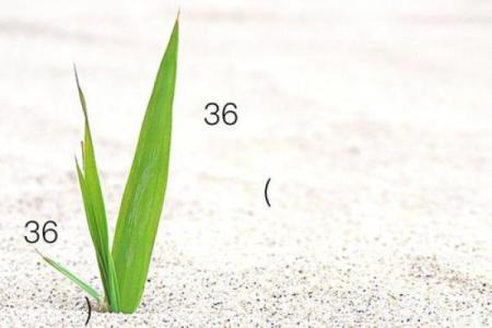 观音灵签第二十三签求子