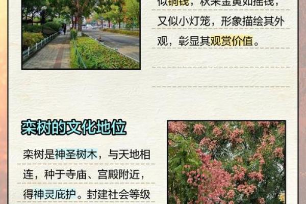 农村风水树有哪些禁忌及注意事项