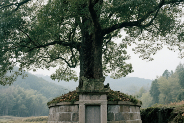 风水鬼故事之坟头怪树