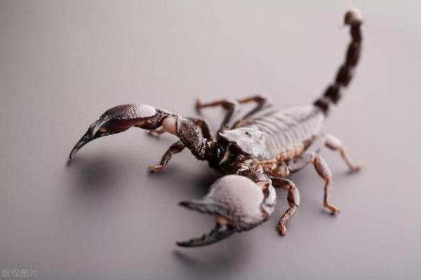 12星座的男生最害怕哪种昆虫