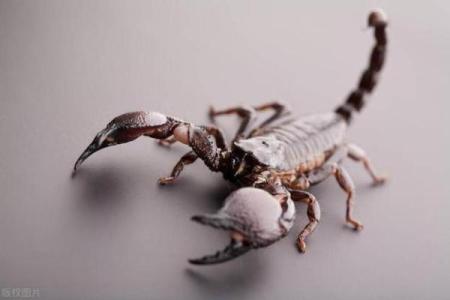12星座的男生最害怕哪种昆虫