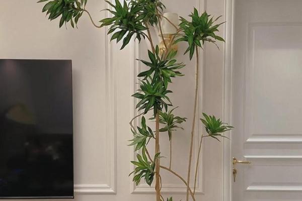 房子各个方位栽树好吗风水