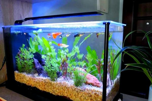 客厅放鱼缸的最佳位置风水摆放哪里 客厅放鱼缸的最佳位置风水摆放哪里