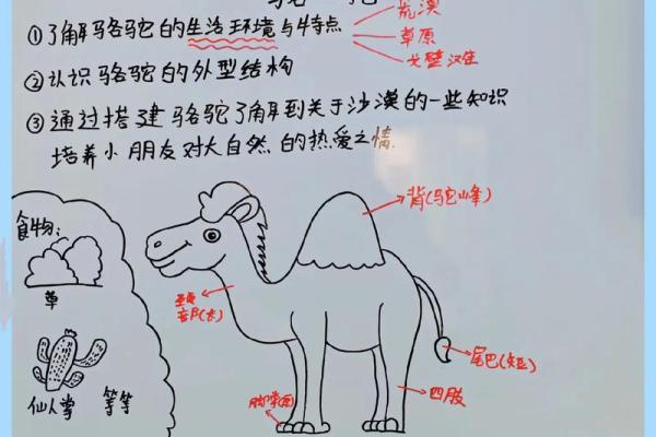 在风水上看沙漠骆驼是否具有良好的作用 在风水上看沙漠骆驼是否具有良好的作用