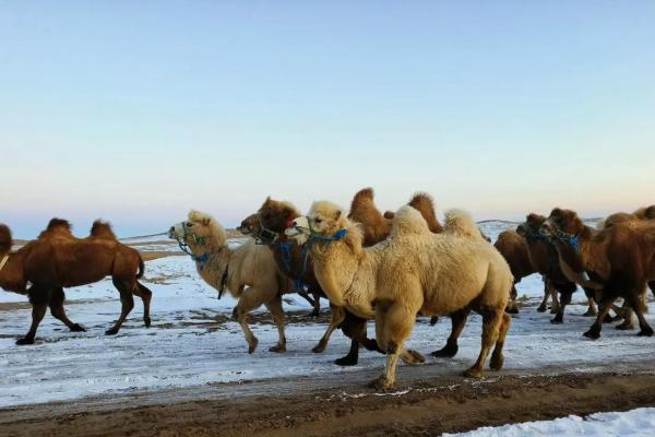 在风水上看沙漠骆驼是否具有良好的作用 在风水上看沙漠骆驼是否具有良好的作用